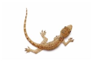 Feeder House Geckos for Sale