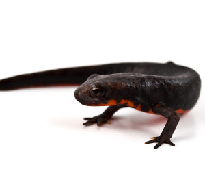 Fire Bellied Newt for Sale