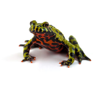 Fired Bellied Toad for Sale