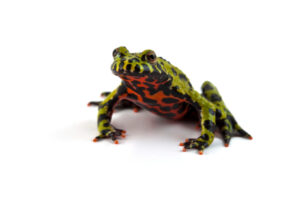 Fired Bellied Toad for Sale