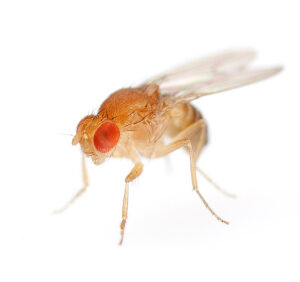 Fruit Flies for Sale
