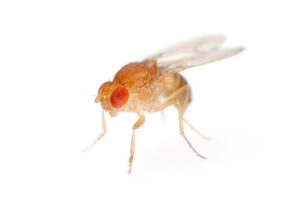 Fruit Flies for Sale