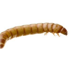 Giant Mealworms for Sale
