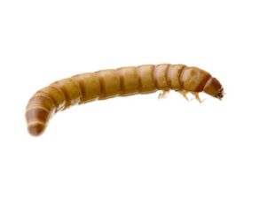 Giant Mealworms for Sale