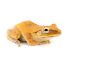 Golden Tree Frog for Sale