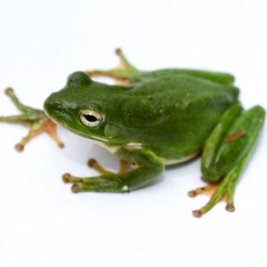 Green Tree Frog for Sale