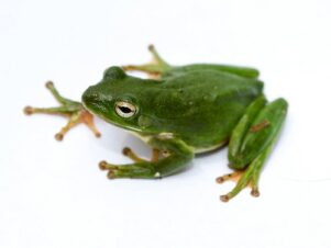 Green Tree Frog for Sale