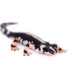 Iranian Kaiser Newt for Sale