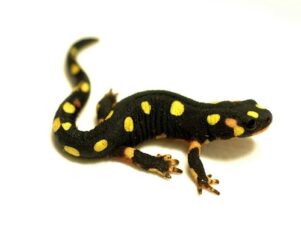 Lake Urmia Newt for Sale