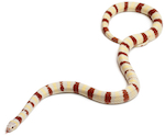 King Snakes for Sale