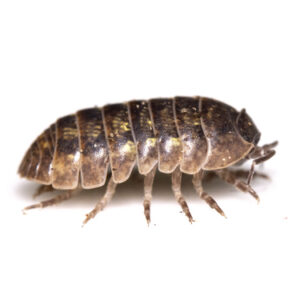 Isopods for Sale