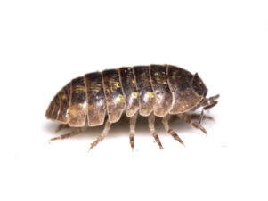 Isopods for Sale