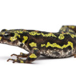 Marbled Newt for Sale