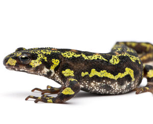Marbled Newt for Sale