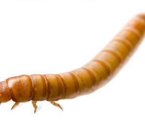 Mealworms for Sale