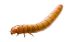 Mealworms for Sale