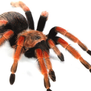Mexican Redknee Tarantula for Sale