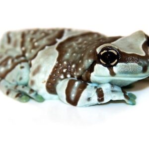Amazon Milk Frog for Sale