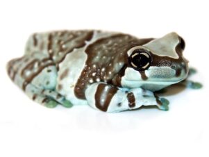Amazon Milk Frog for Sale