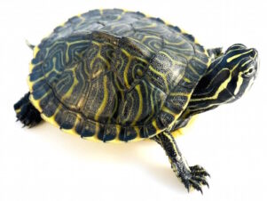 Peninsula Cooter Turtle