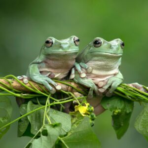 Frogs