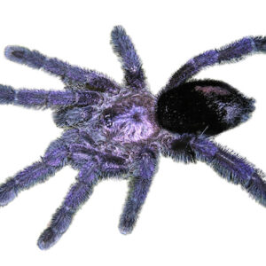 Purple Pink Toe Tarantula for Sale