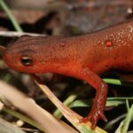 Red Eft for Sale