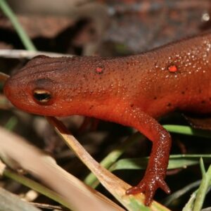 Red Eft for Sale