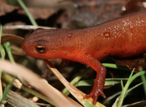 Red Eft for Sale
