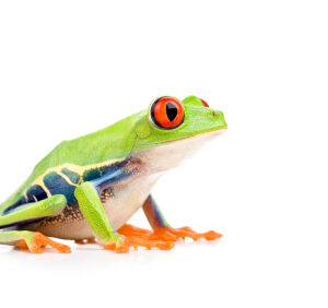 Red Eye Tree Frog for Sale