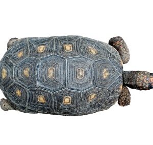 Red Foot Tortoise for Sale