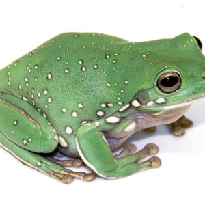Snowflake Whites Tree Frog for Sale