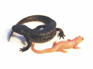 Spanish Ribbed Newt for Sale