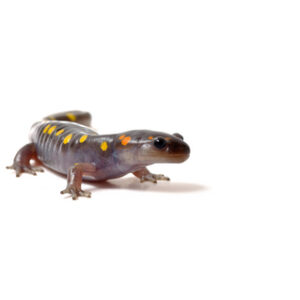 Marbled Salamander for Sale