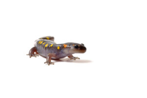 Marbled Salamander for Sale
