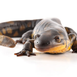 Tiger Salamander for Sale
