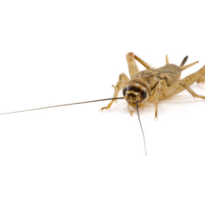 Vita Crickets for Sale