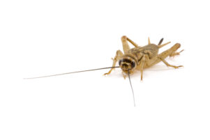 Vita Crickets for Sale