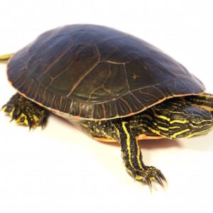 Western Painted Turtle