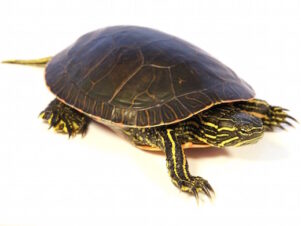 Western Painted Turtle