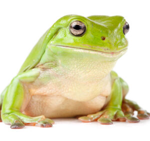 Whites Tree Frog for Sale