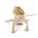 Bearded Dragon for Sale