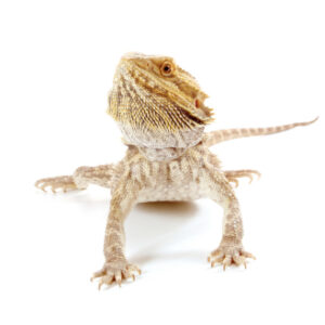 Bearded Dragon for Sale