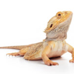Adult Bearded Dragon for Sale