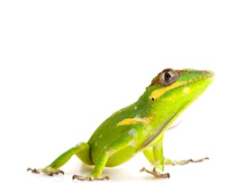 Anoles for Sale