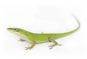 Green Anole for Sale
