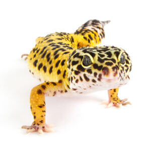 Leopard Geckos For Sale