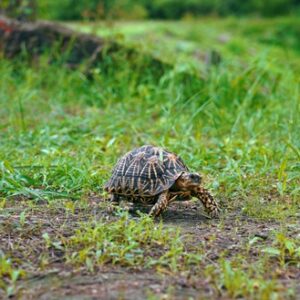 Tortoises