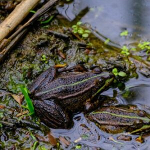 Toads